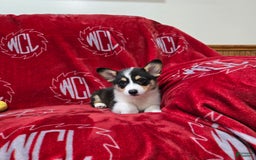 Welsh Corgi Pembroke dogs for sale: Lucky - Image 10