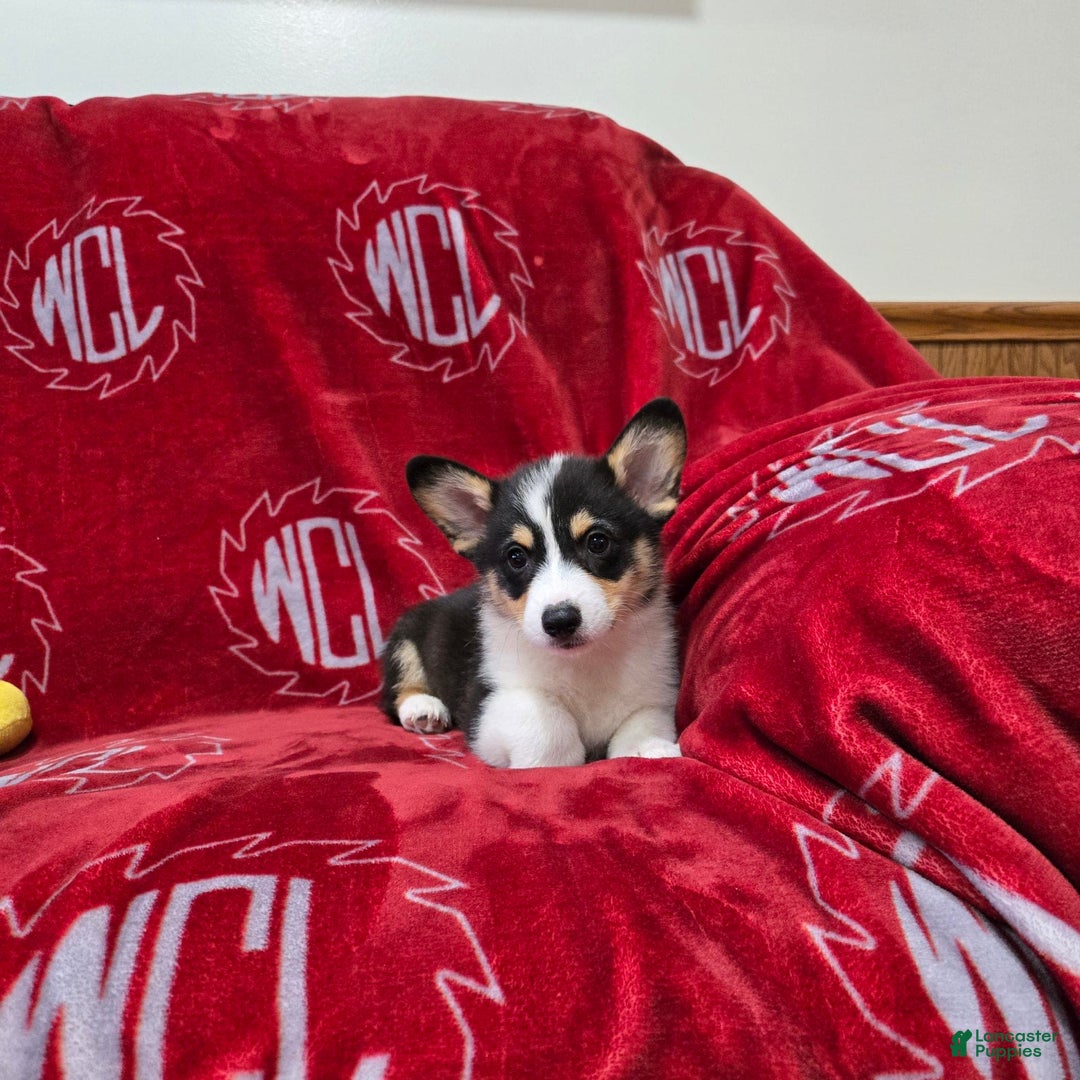 Welsh Corgi Pembroke dogs for sale: Lucky - Image 10