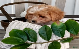Cavachon dogs for sale: Sammy - Image 4