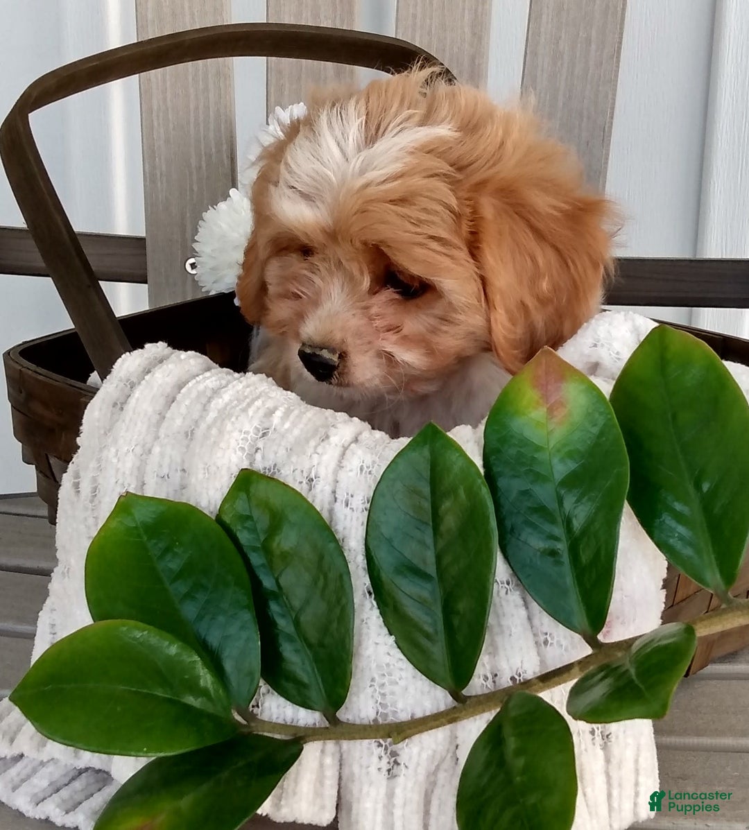 Cavachon dogs for sale: Sammy - Image 4