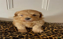 Maltipoo dogs for sale: Kelvin - Image 3