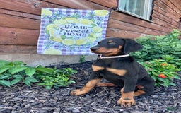 Doberman Pinscher dogs for sale: Annabelle Dad Is Health Tested - Image 10