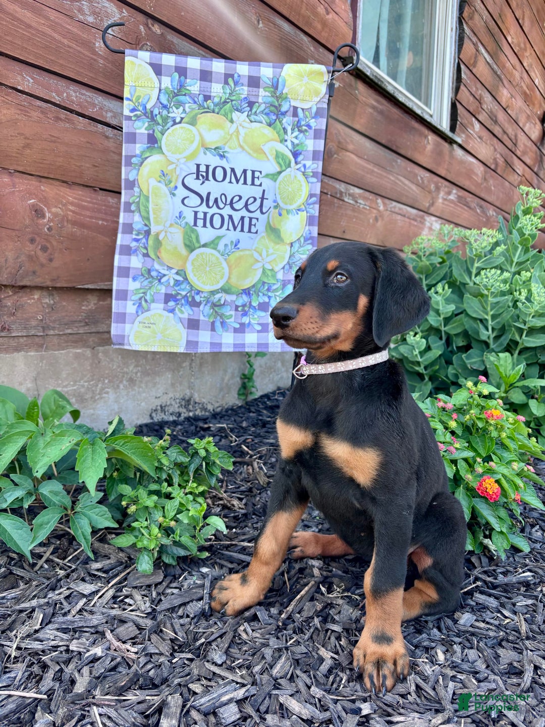 Doberman Pinscher dogs for sale: Annabelle Dad Is Health Tested - Image 10