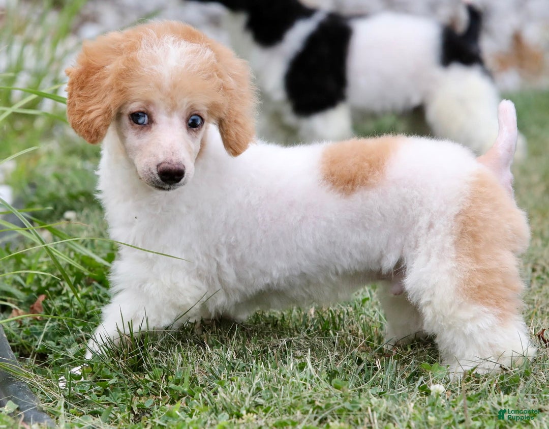 Miniature Poodle dogs for sale: Peanut - Image 6