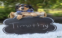 Miniature Dachshund dogs for sale: Timothy - Image 3
