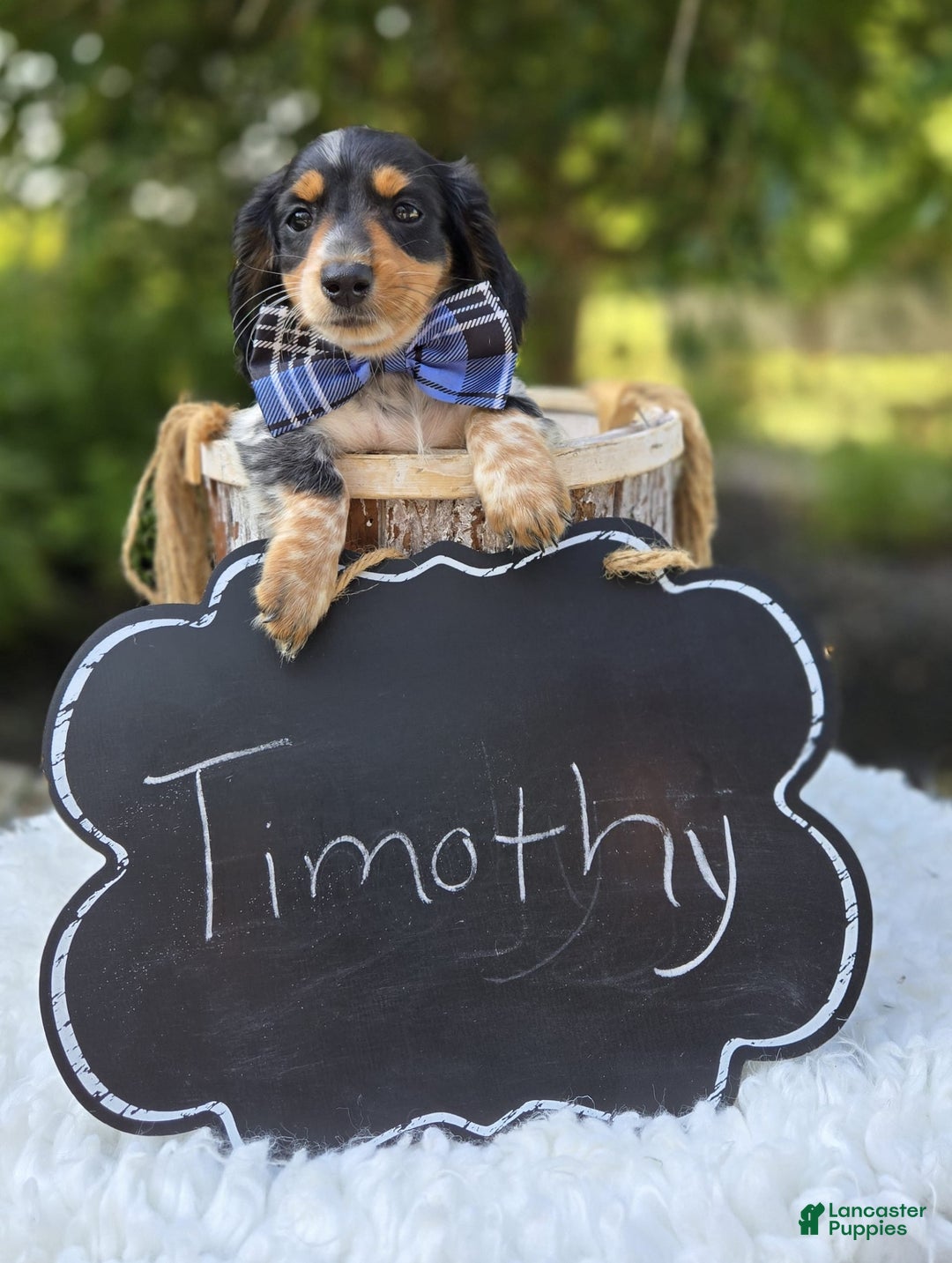 Miniature Dachshund dogs for sale: Timothy - Image 3