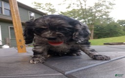 Cocker Spaniel dogs for sale: Oceon - Image 14