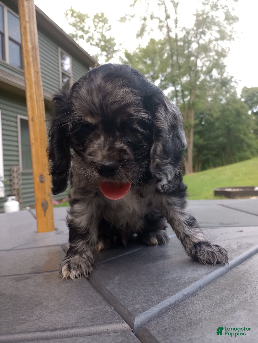 Cocker Spaniel dogs for sale: Oceon - Image 14