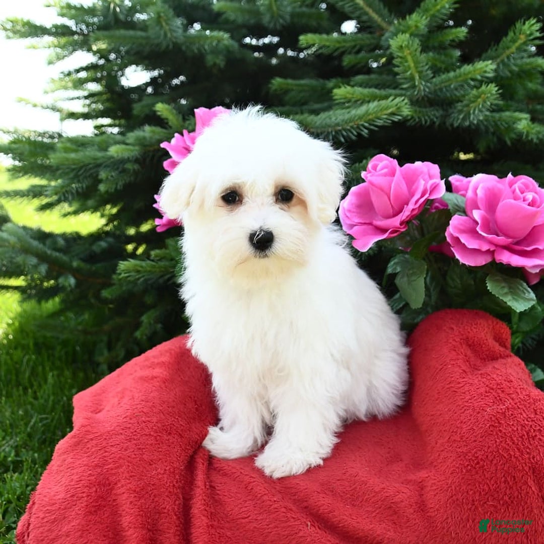 Maltese dogs for sale: Frisky - Image 2