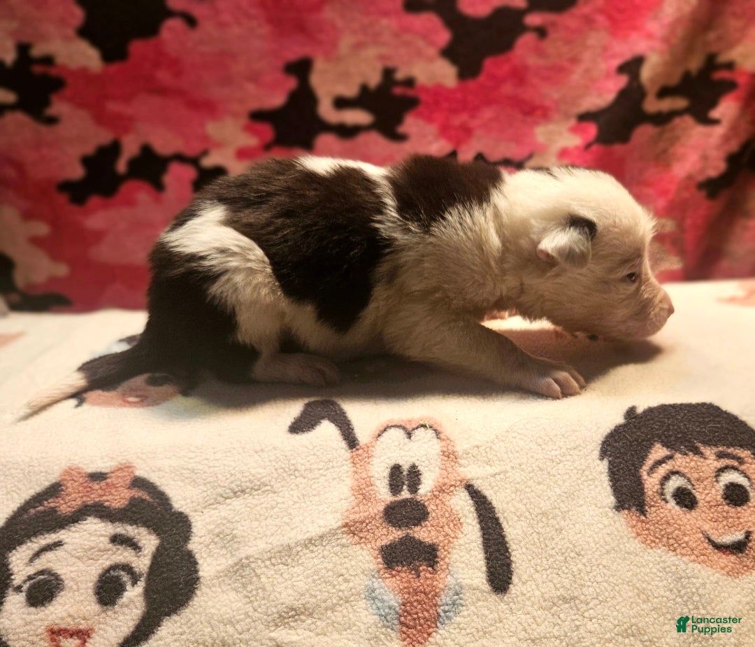 Border Collie dogs for sale: I-dog - Image 21