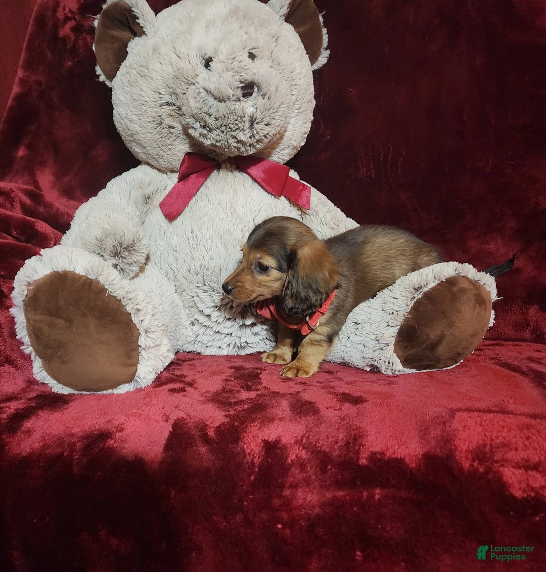 Miniature Dachshund dogs for sale: Josie - Image 2