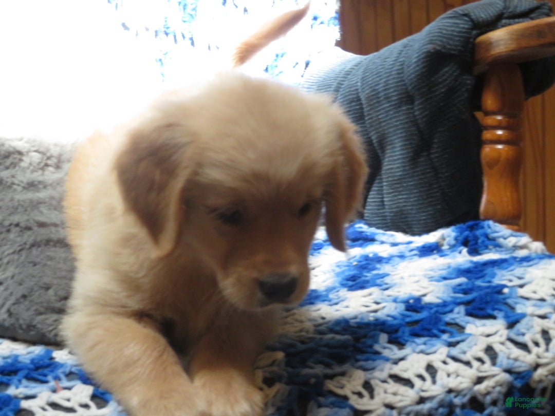 Golden Retriever dogs for sale: Starburst - Image 25