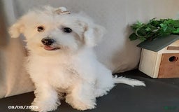 Bichpoo dogs for sale: Gigi - Image 11