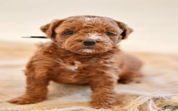 Goldendoodle dogs for sale: Yosemite - Image 5