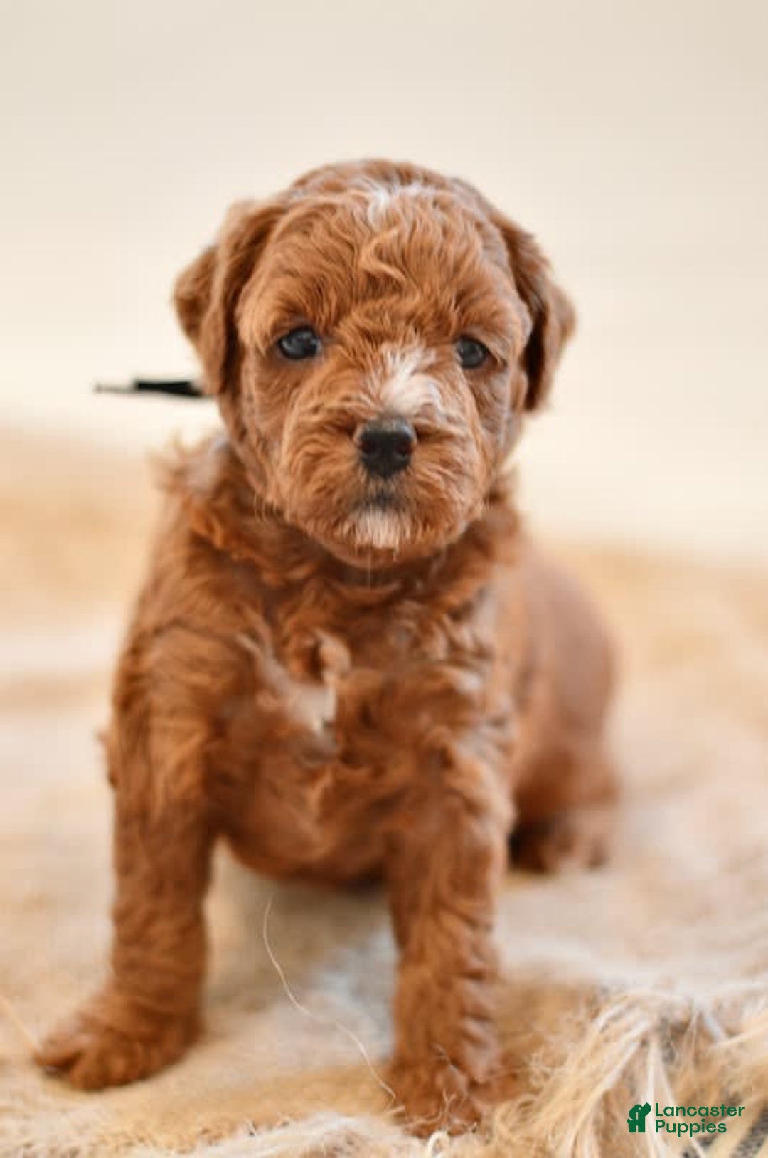 Goldendoodle dogs for sale: Yosemite - Image 5