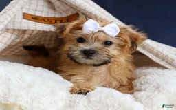 Yochon dogs for sale: Titus - Image 10