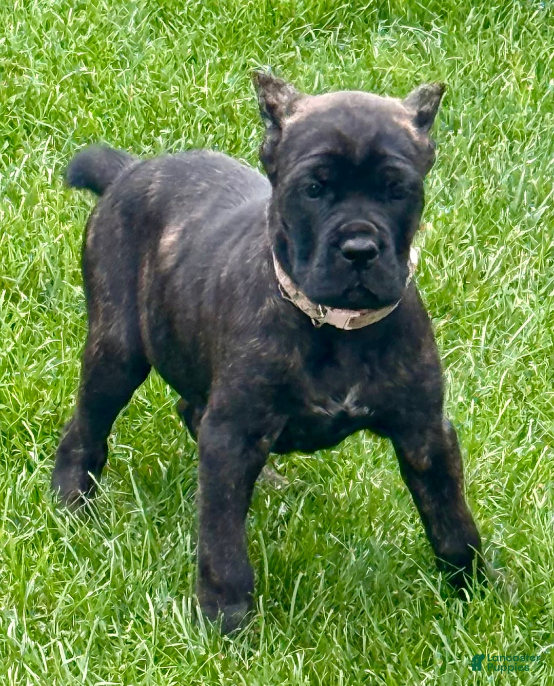Cane Corso dogs for sale: Bonnie - Image 3