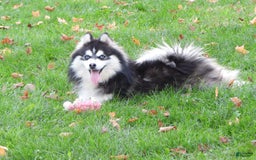 Pomsky dogs for sale: Charlie - Image 10