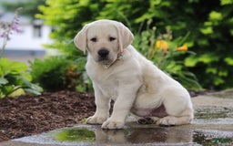Labrador Retriever dogs for sale: Barbie - Image 1