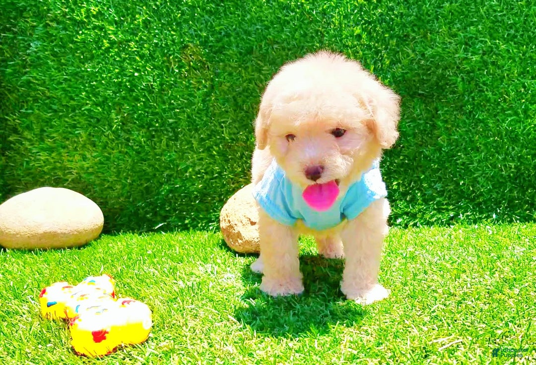 Maltipoo dogs for sale: Tiger - Image 16