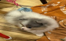 Pomeranian dogs for sale: Akc Madison - Listing for pets: Akc Madison - Image 4