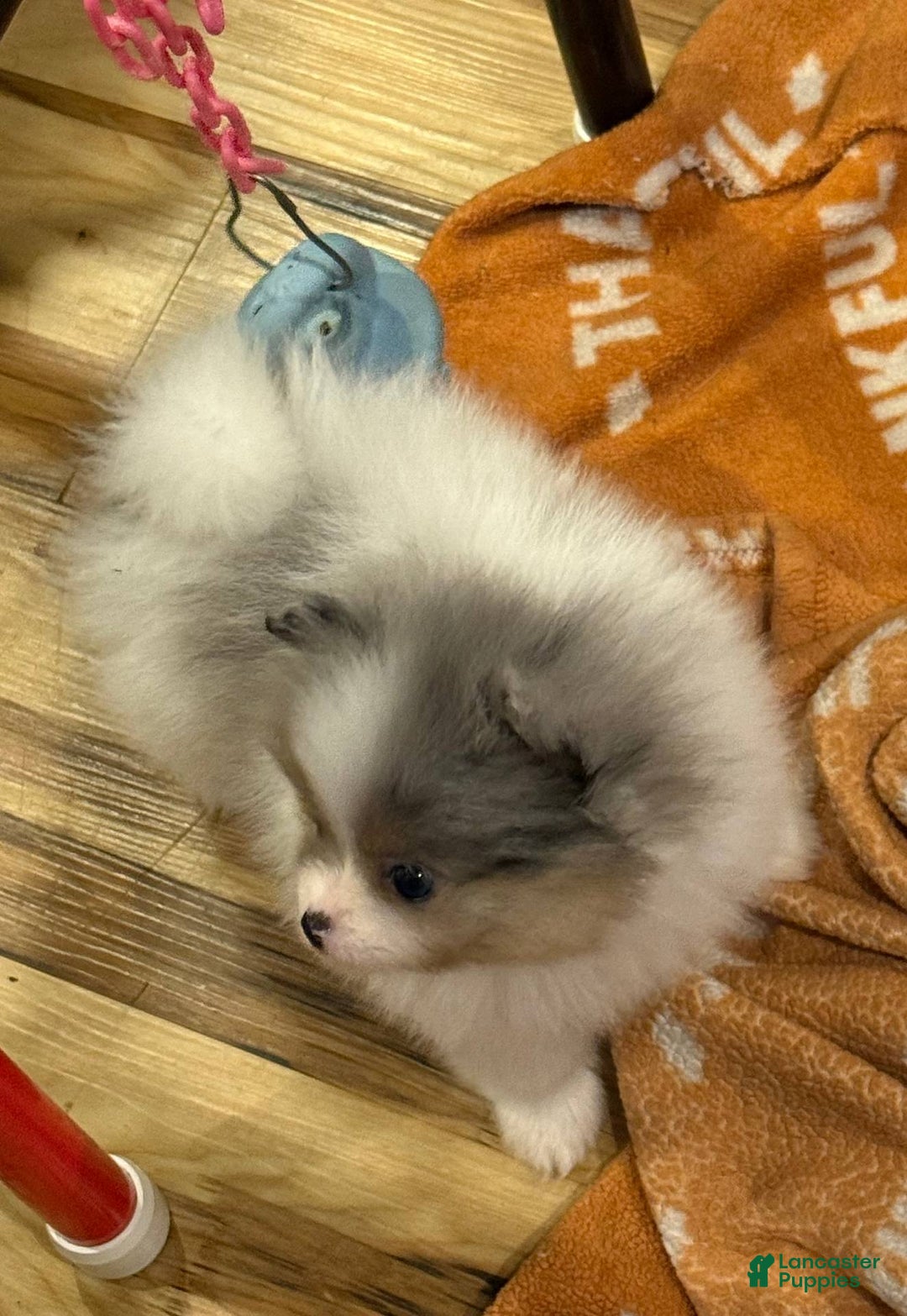 Pomeranian dogs for sale: Akc Madison - Listing for pets: Akc Madison - Image 4