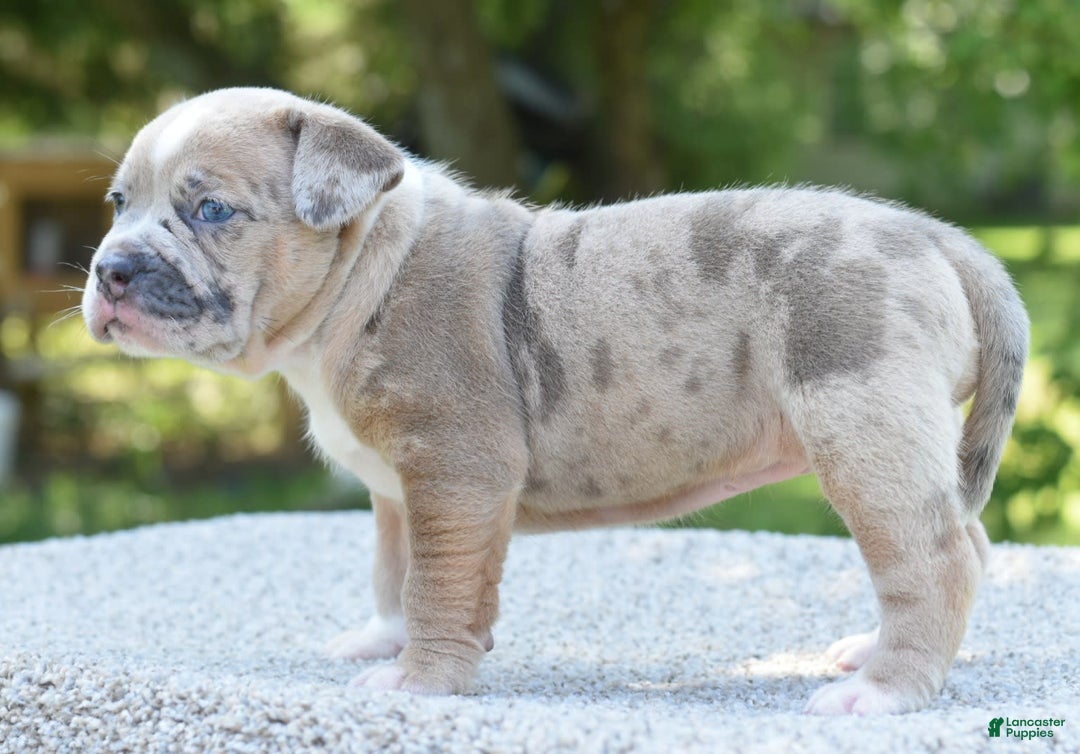 Olde English Bulldogge dogs for sale: Rosie Mini Bulldogge - Image 15