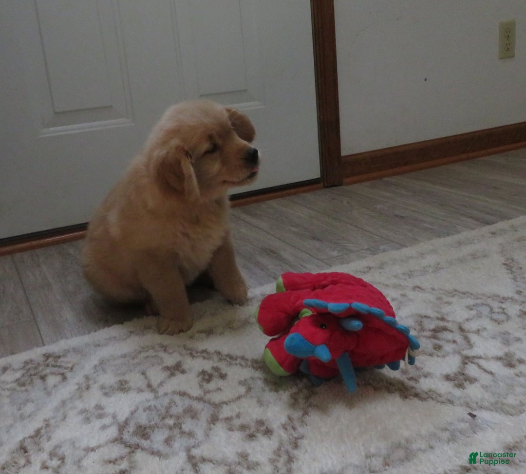 Golden Retriever dogs for sale: Twinkie - Image 3