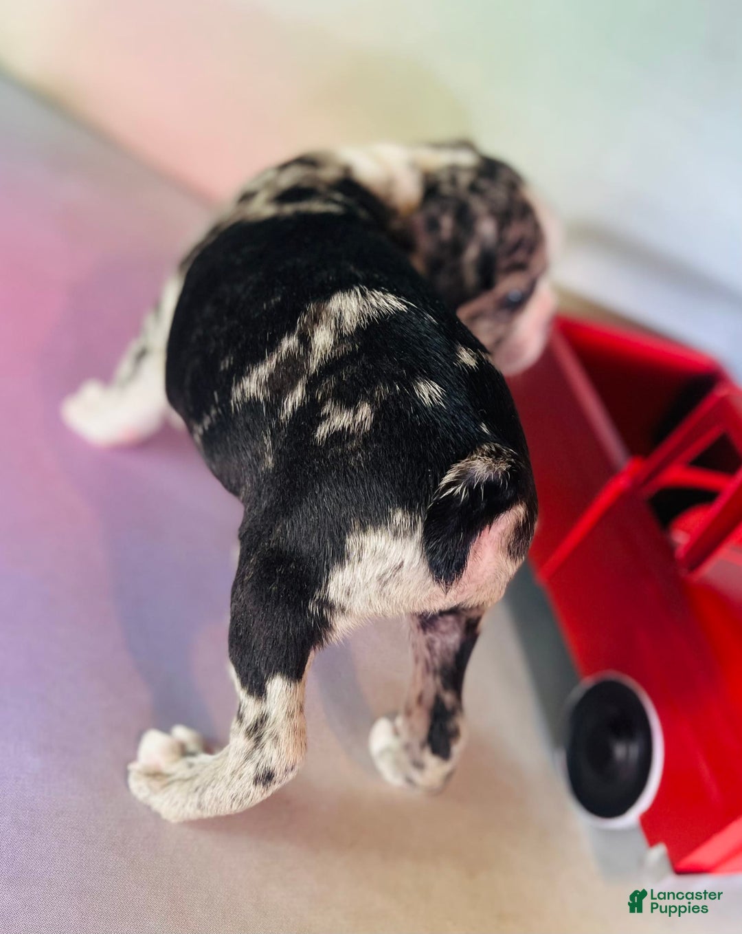 Frenchton dogs for sale: Cookie Dna Clear - Image 5