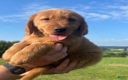 Golden Retriever dogs for sale: Chief - Image 6