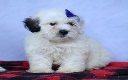 Shihpoo dogs for sale: Captain - Image 13