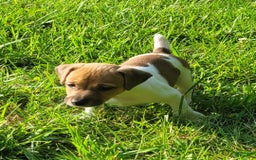 Jack Russell Terrier dogs for sale: Jack Russell Terrier Pike - Image 7