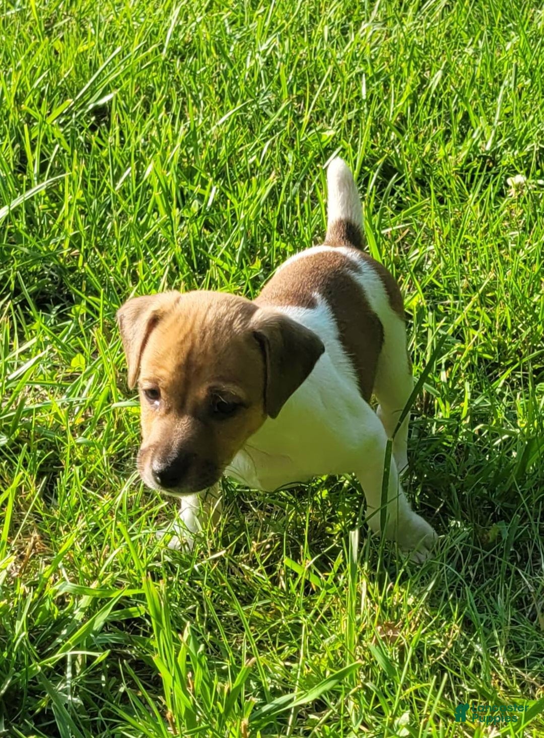 Jack Russell Terrier dogs for sale: Jack Russell Terrier Pike - Image 7