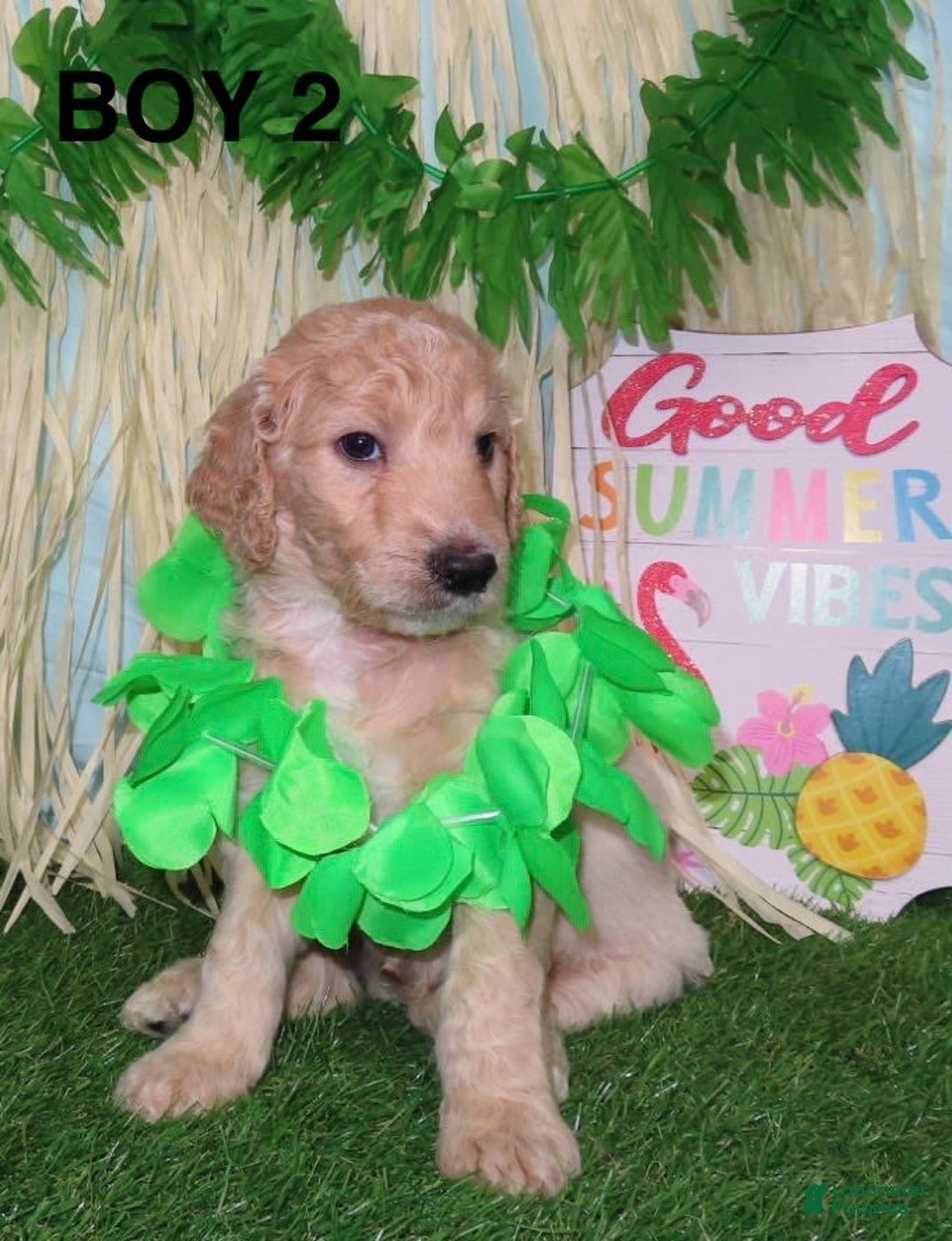 Goldendoodle dogs for sale: Rainbow Girl 3 - Image 6