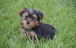 Yorkshire Terrier dogs for sale: Rocky - Image 1