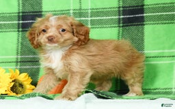 Cockapoo dogs for sale: Vince - Image 5