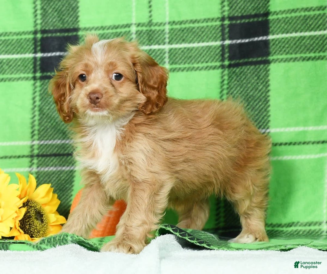Cockapoo dogs for sale: Vince - Image 5