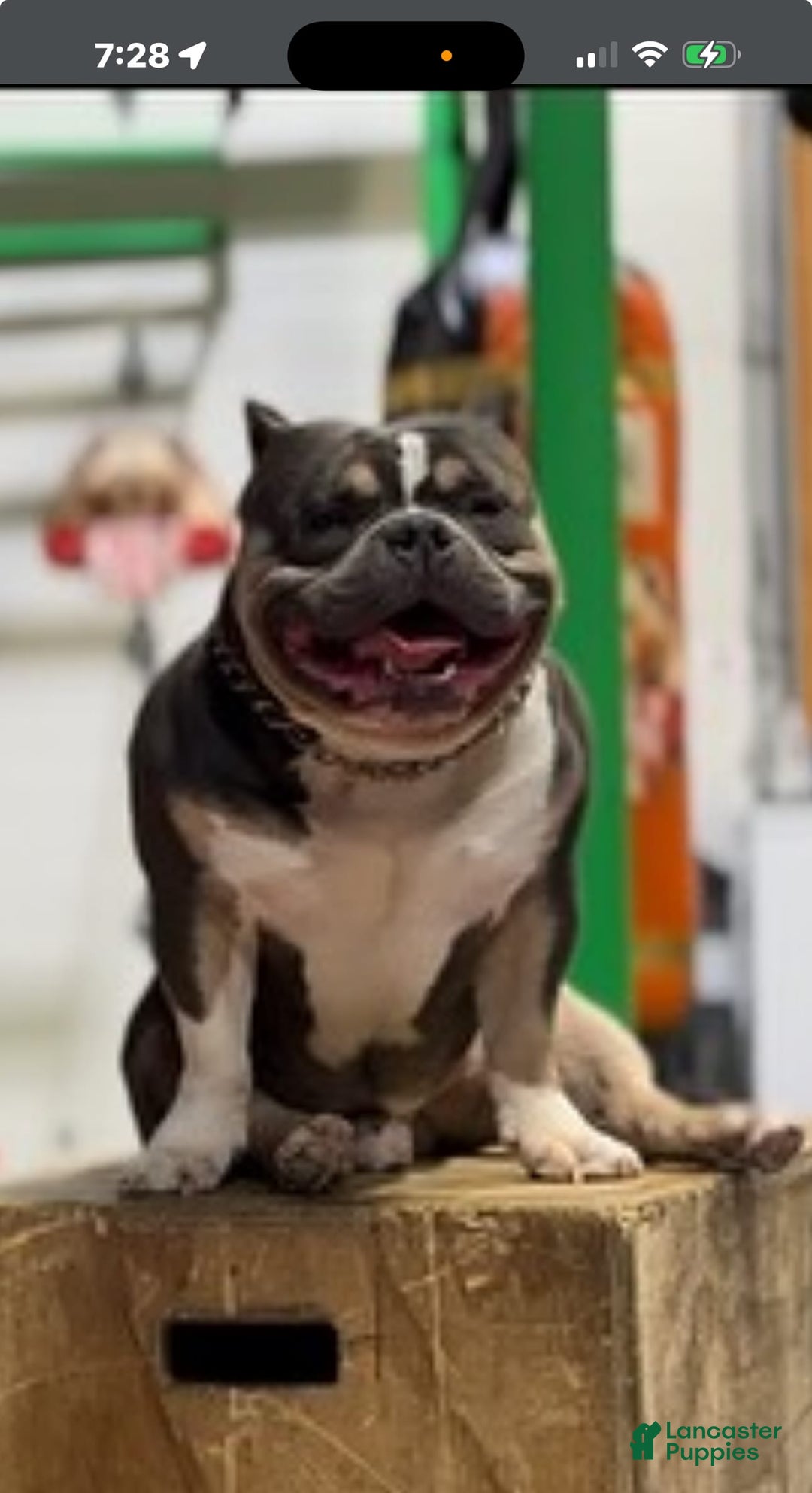 American Bully dogs for sale: Foots - Image 5