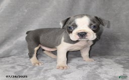 Frenchton dogs for sale: Brittany - Image 4