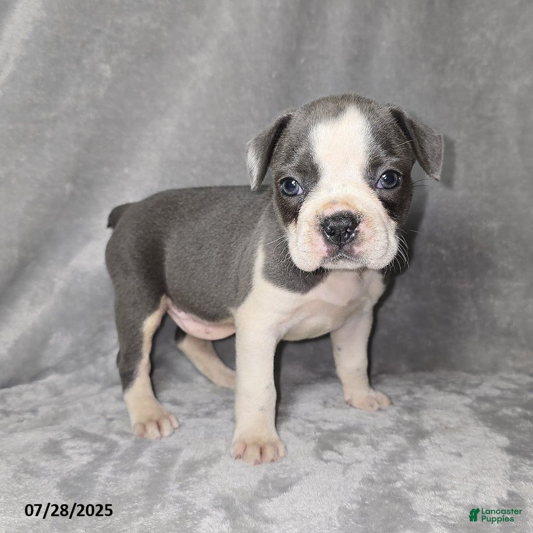 Frenchton dogs for sale: Brittany - Image 4