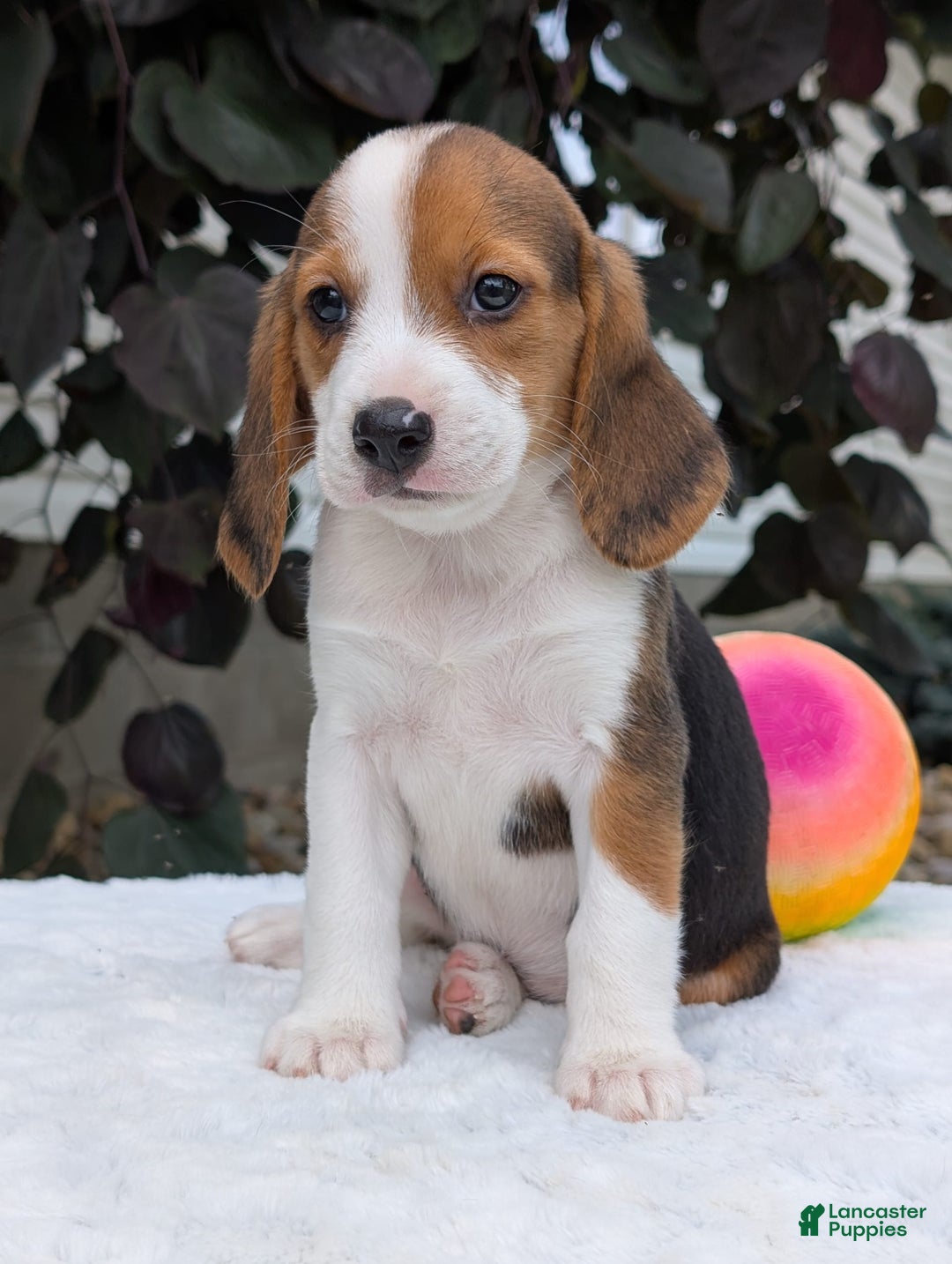 Beagle dogs for sale: Rosie - Image 9