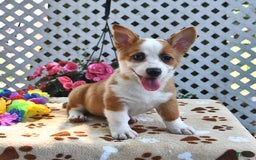 Welsh Corgi Pembroke dogs for sale: Ava - Image 1