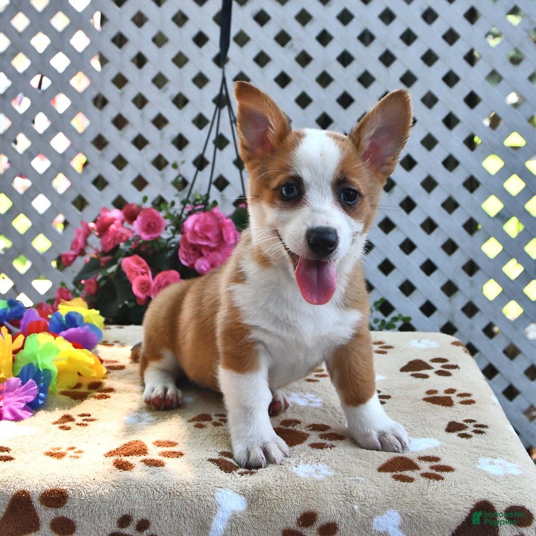 Welsh Corgi Pembroke dogs for sale: Ava - Image 1