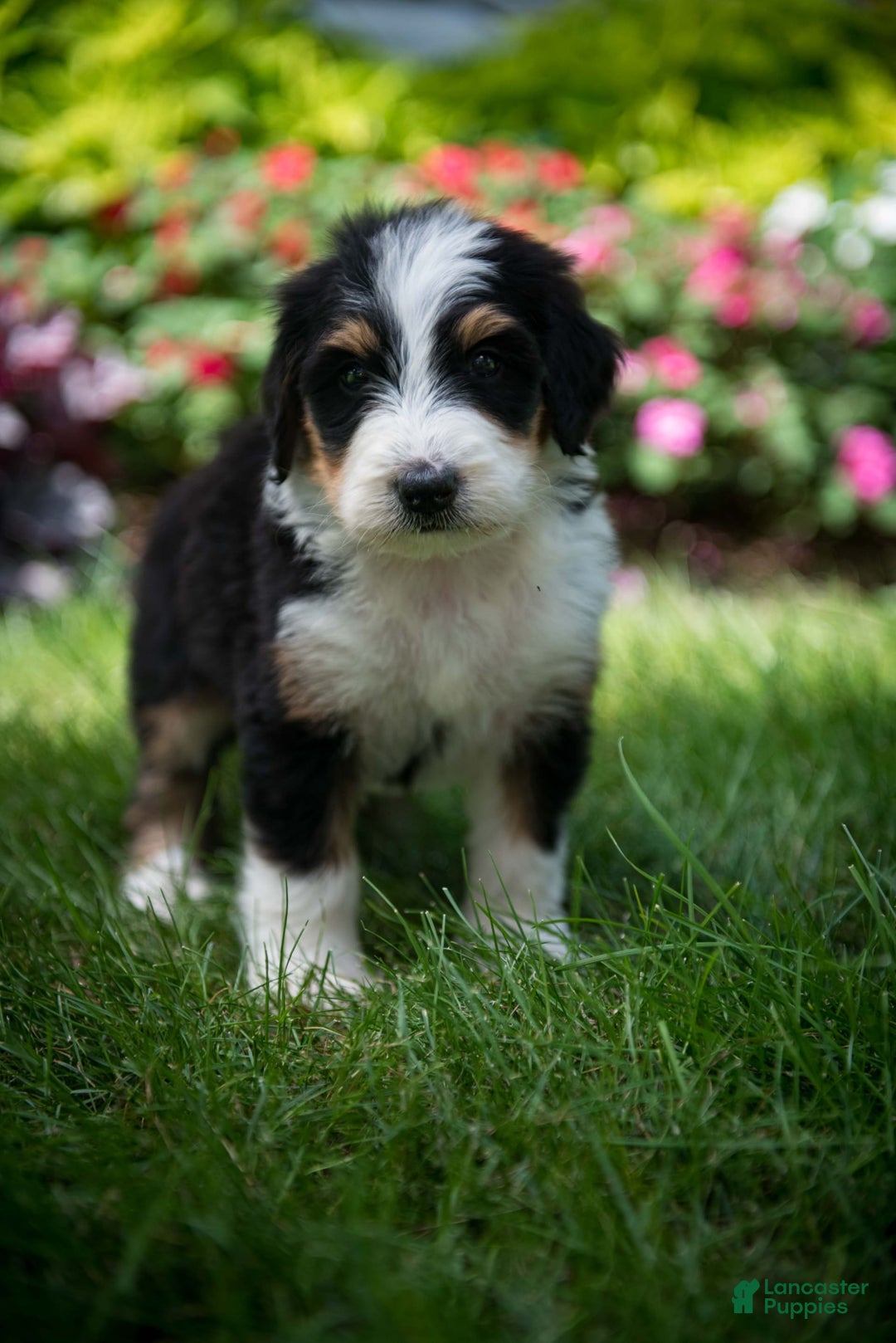 Bernedoodle dogs for sale: Ranger - Image 16