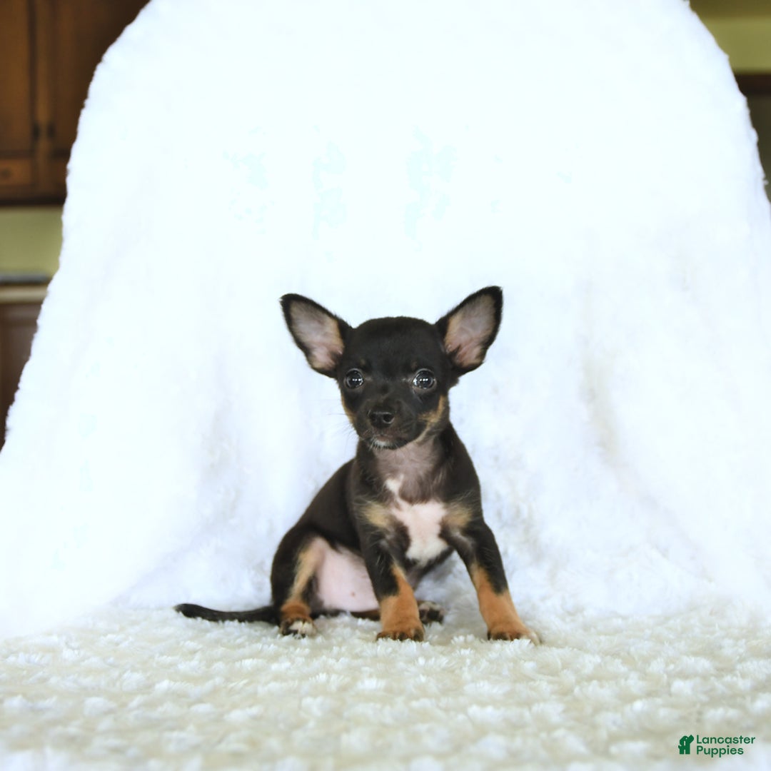 Chihuahua dogs for sale: Skittles - Image 3
