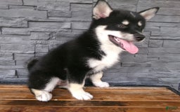 Pomsky dogs for sale: Sammy - Image 14