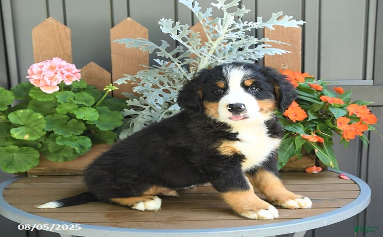 Bernese Mountain Dog dogs for sale - Ad 4