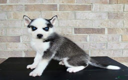 Siberian Husky dogs for sale: Asher - Image 5