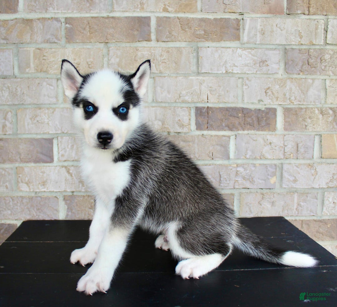 Siberian Husky dogs for sale: Asher - Image 5