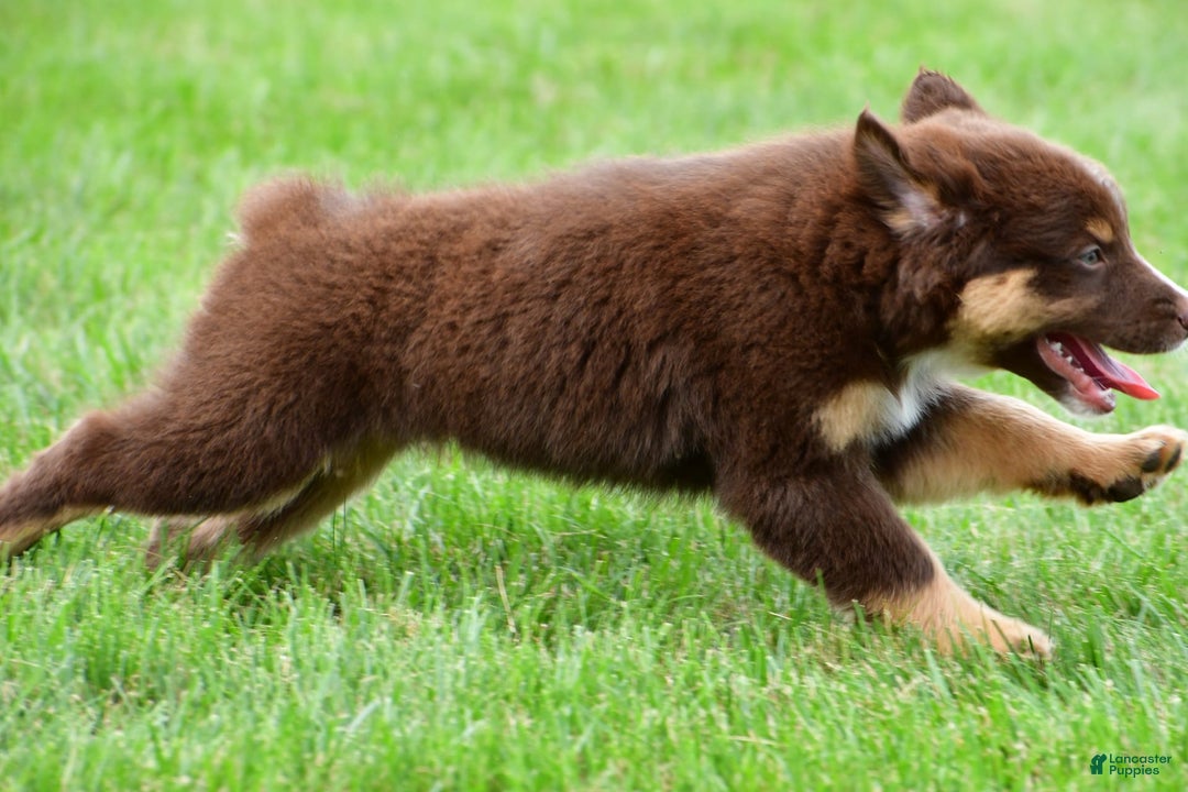 Australian Shepherd dogs for sale: Henry - Image 8
